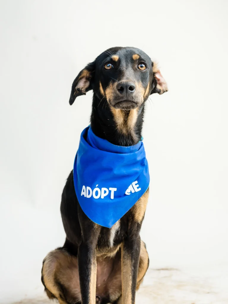 Fin de semana récord de adopciones