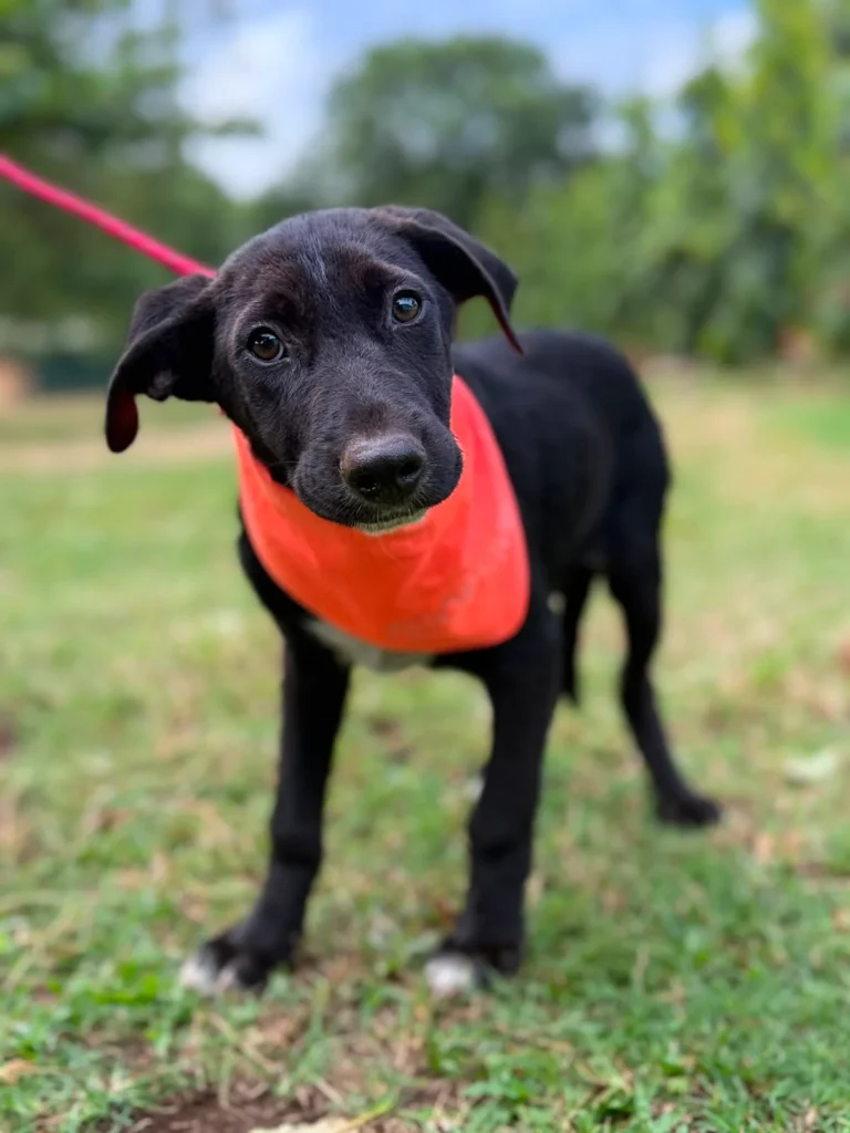Tizon Perrito Rescatado