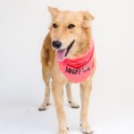 Mixed dog called Lana