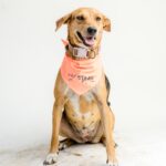 mixed dog called muneca
