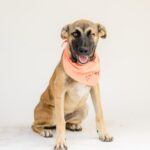 mixed dog called polly